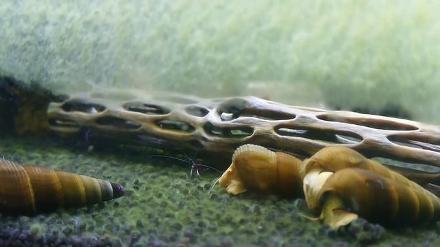 Новые жители аквариума - улитки тиломелании (кролики) смотреть онлайн