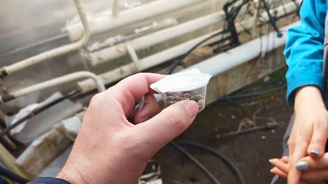 Установка домика с осмиями в теплице с малиной. смотреть онлайн