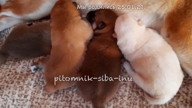У нас родились щенки Шиба ину смотреть онлайн
