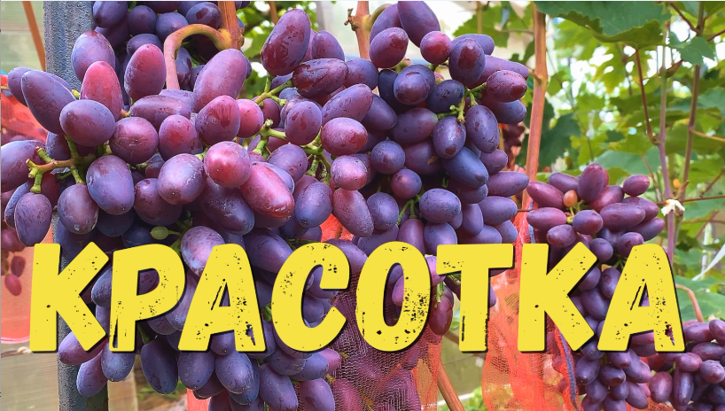 Виноград. Сорт КРАСОТКА. Полное описание и рекомендации по выращиванию в северных регионах смотреть онлайн