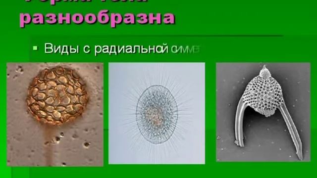 Подцарство Одноклеточные или Простейшие.AVI смотреть онлайн