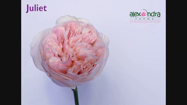 Juliet Garden Rose Timelapse смотреть онлайн