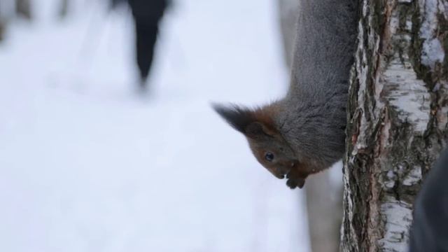 Белки в саду смотреть онлайн