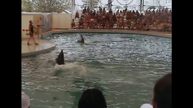 Antalya - Dolphinland, Turcja /DELFINARIUM/ смотреть онлайн