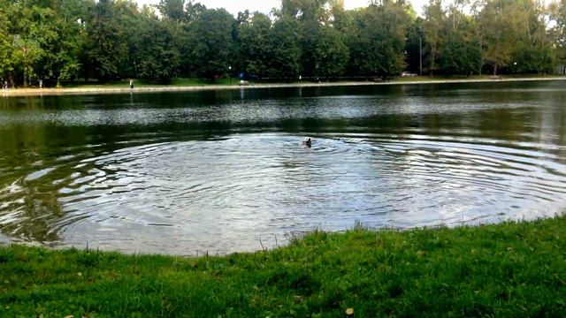 Лабрадор купается