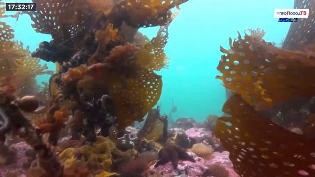 # проПоходТВ - 17.10.2020 смотреть онлайн