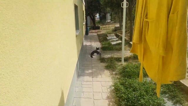 ⭐ЧТО ПОКАЗАЛ ТЕСТ на КОВИД? I СТРИЖКА, УБОРКА, ПЕРЕСАДКА в САДУ смотреть онлайн