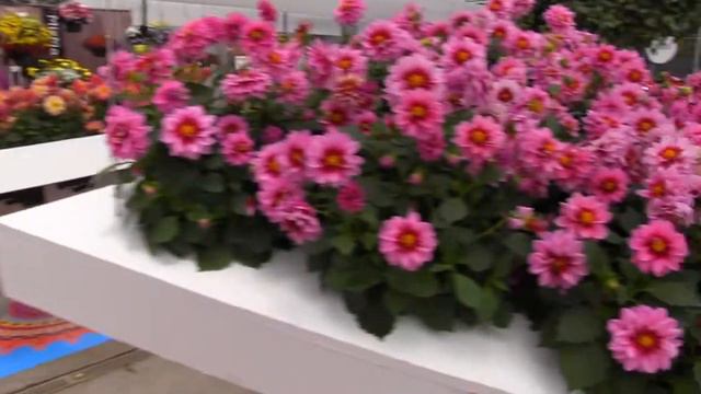 2013 Spring Trials: Selecta