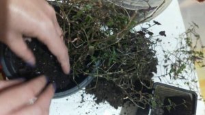 Традесканция белая фата гибазис.