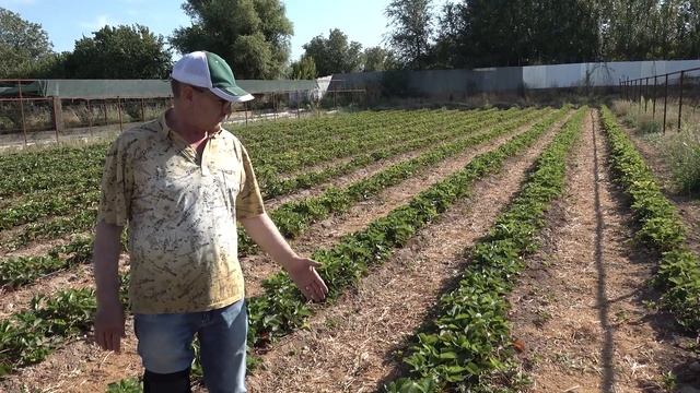Сладкий, крупноплодный, сорт земляники Джоли. Тонкости выращивания. смотреть онлайн