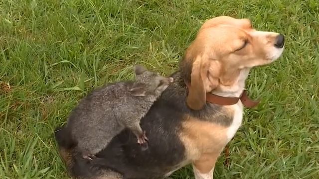 Собака несла что-то на своей спине. Когда хозяева увидели кто это, то не могли поверить своим глаза смотреть онлайн