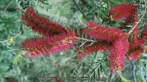 Каллистемон лимонный: примеры по уходу в домашних условиях