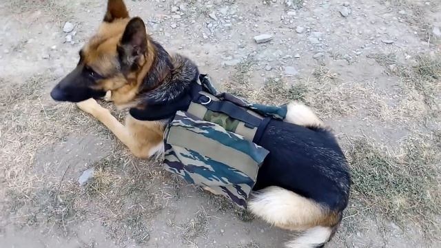 Собачий рюкзак от Карины Купер смотреть онлайн