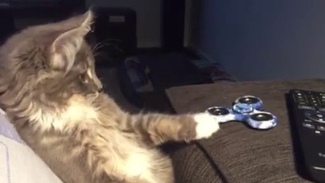 Кот и спиннер смотреть онлайн видео от Котик Котикович в хорошем качестве смотреть онлайн