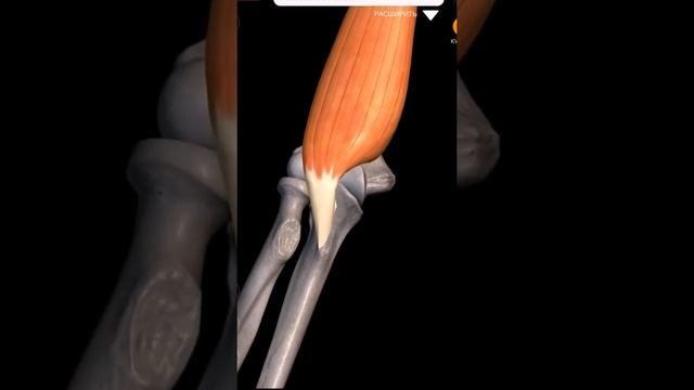 Мышцы плеча Точки начала прикрепления функции_1080p клювовидно-плечевая2 смотреть онлайн