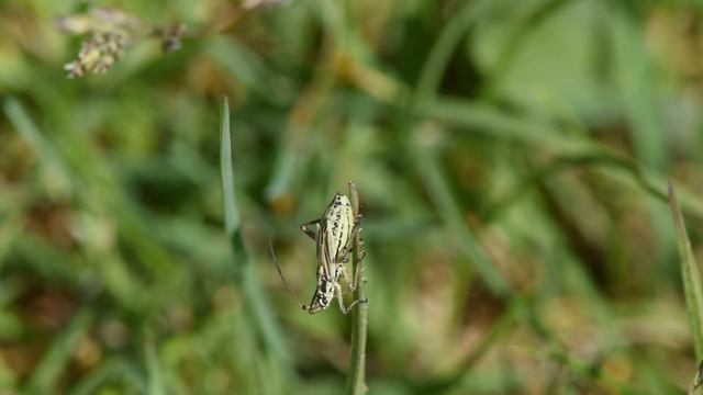 Grote bonte graswants Leptopterna dolabrata смотреть онлайн