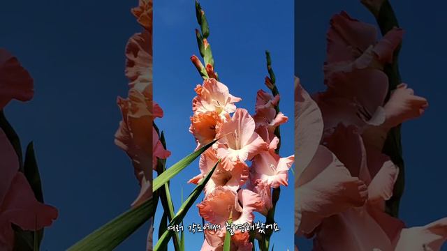 화분에 심은 Gladiolus смотреть онлайн
