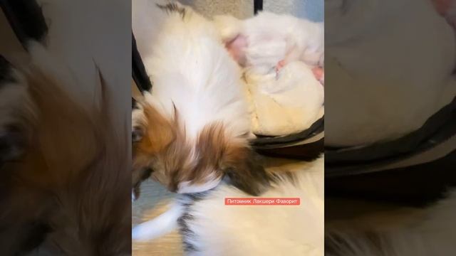Папийон. Щенки они такие❤️ #папильон #papillondog #щенок смотреть онлайн