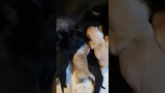 Новорожденные щенки прямошерстного ретривера смотреть онлайн