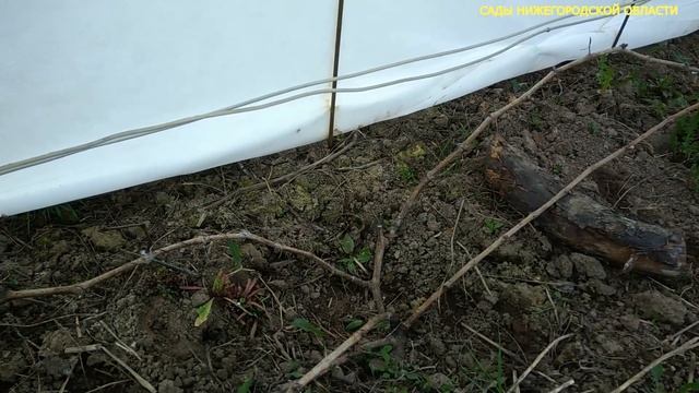 Уход за молодым виноградом.Размножение прикопкой лозы смотреть онлайн
