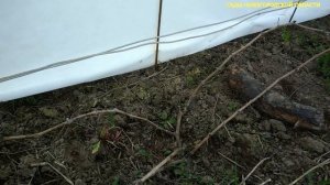 Уход за молодым виноградом.Размножение прикопкой лозы