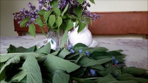 Окопник в моем саду,как ценное удобрение и лекарственное растение