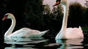 Лебединая верность Евгений Мартынов