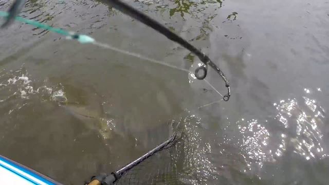 Epic Snook Fishing- TEMPER TANTRUM Fishing FAIL Caught on Camera! Stuart Florida Fishing! смотреть онлайн