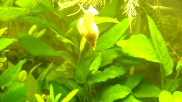 schwebende Schlammspitzschnecke смотреть онлайн