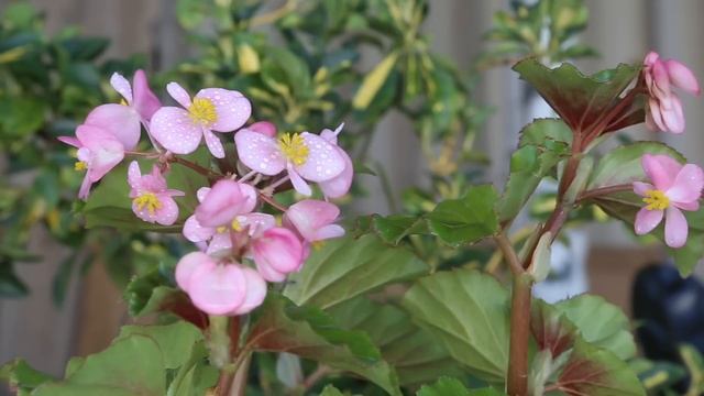 Сура ЯСИН СЛУШАЙТЕ КАЖДЫЙ ДЕНЬ (28) #сура #ясин смотреть онлайн