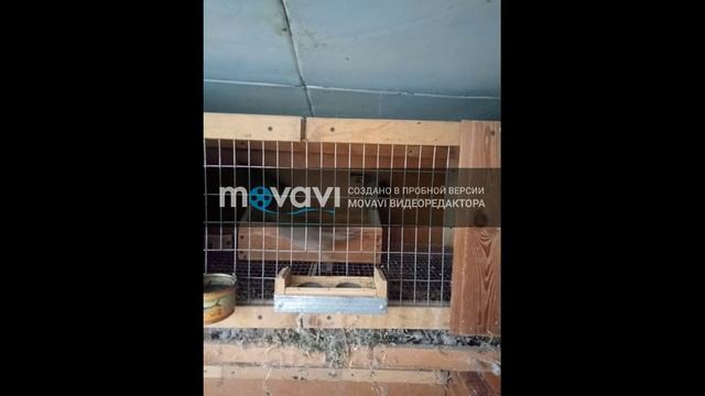 калифорнийский перепел смотреть онлайн