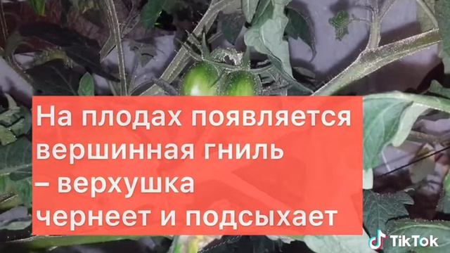 Почему у томатов скручиваются листья причина 3 смотреть онлайн