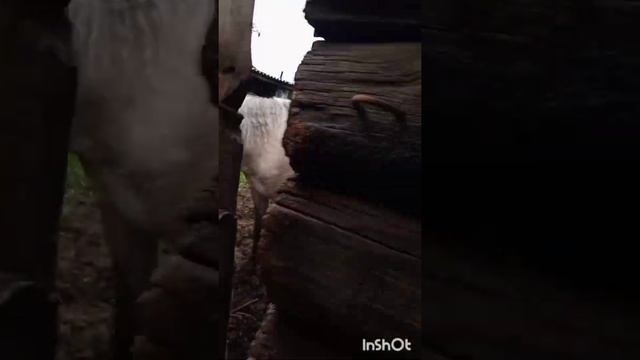 день с конем, конь людоед - смотрите до конца, пасьба коров смотреть онлайн