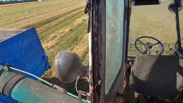 Уборка озимой пшеницы 2021 . Не успеваем вывозить зерно с поля . Комбайн косит - зерно сыпет . смотреть онлайн