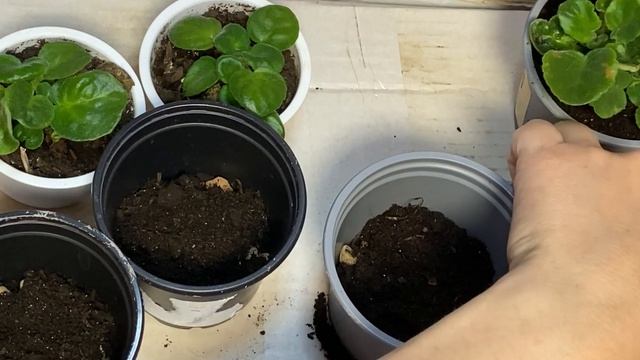 Сенполии-Фиалки из листочков первая пересадка смотреть онлайн