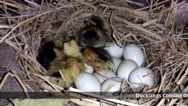 Duck Eggs Hatching | Duck Harvesting Eggs To Chicks