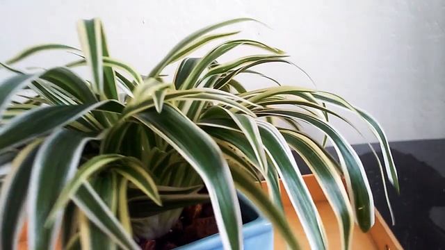 CHLOROPHYTUM LAXUM (ZEBRA GRASS SPIDER PLANT)❤ смотреть онлайн