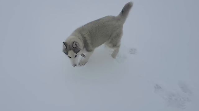 ХАСКИ. ПОБЕДА. НОВОЕ МЕСТО.  HUSKY. WIN. NEW LOCATION.