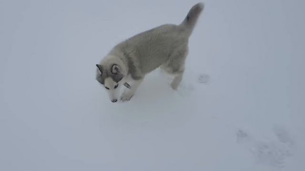 ХАСКИ. ПОБЕДА. НОВОЕ МЕСТО.  HUSKY. WIN. NEW LOCATION.