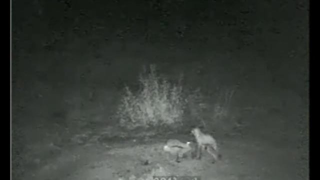 Съемка животных камера JMK JK 512 и видеорегистратор JY SD 401 смотреть онлайн