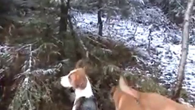 охота с гончими часть 5 .mp4 смотреть онлайн