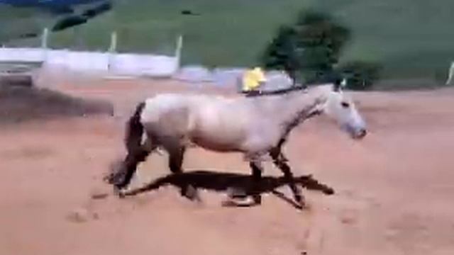 ARTIMANHA DE TRÊS CORAÇÕES-HARAS DA MADRINHA смотреть онлайн