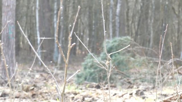 Panasonic Lumix DC--FZ82 testowe zdjęcia i filmowanie w 4K. смотреть онлайн