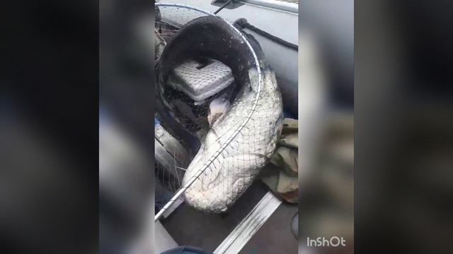 Рыбак выловил огромного сома на Березине в Светлогорском районе смотреть онлайн