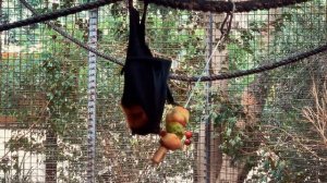 самая большая летучая мышь в мире вау!