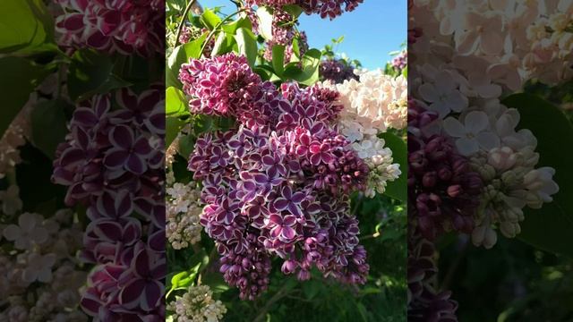 #6июня - Свобориное дерево, Симеонов день, Никита Столпник смотреть онлайн