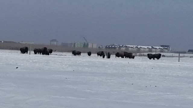 Канадские бизоны в Виннипеге смотреть онлайн
