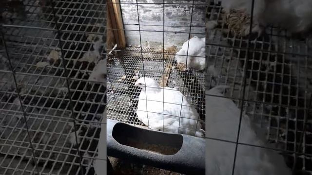 Содержание бройлеров кобб500, росс308. #shots#бройлеры#лпх#сибирь#сельскоехозяйство#бизнеслпх# смотреть онлайн