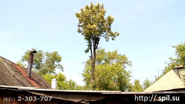 Спил деревьев частями смотреть онлайн