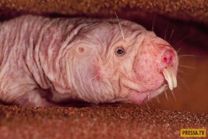 10 Животных с Необычными Способностями